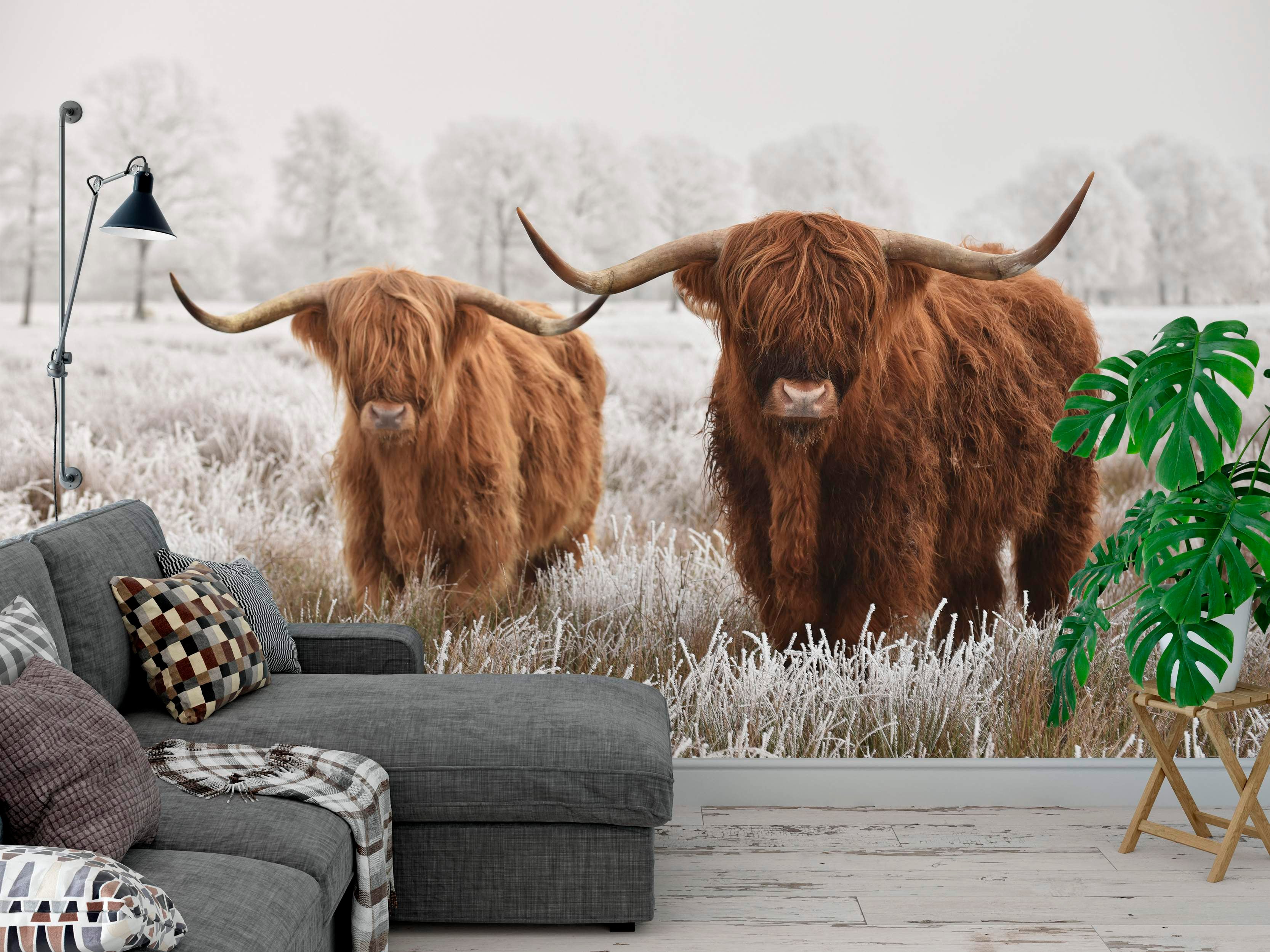 Photographic mural depicting two brown Highland cows in a white, frosty field with snowy trees in the background.