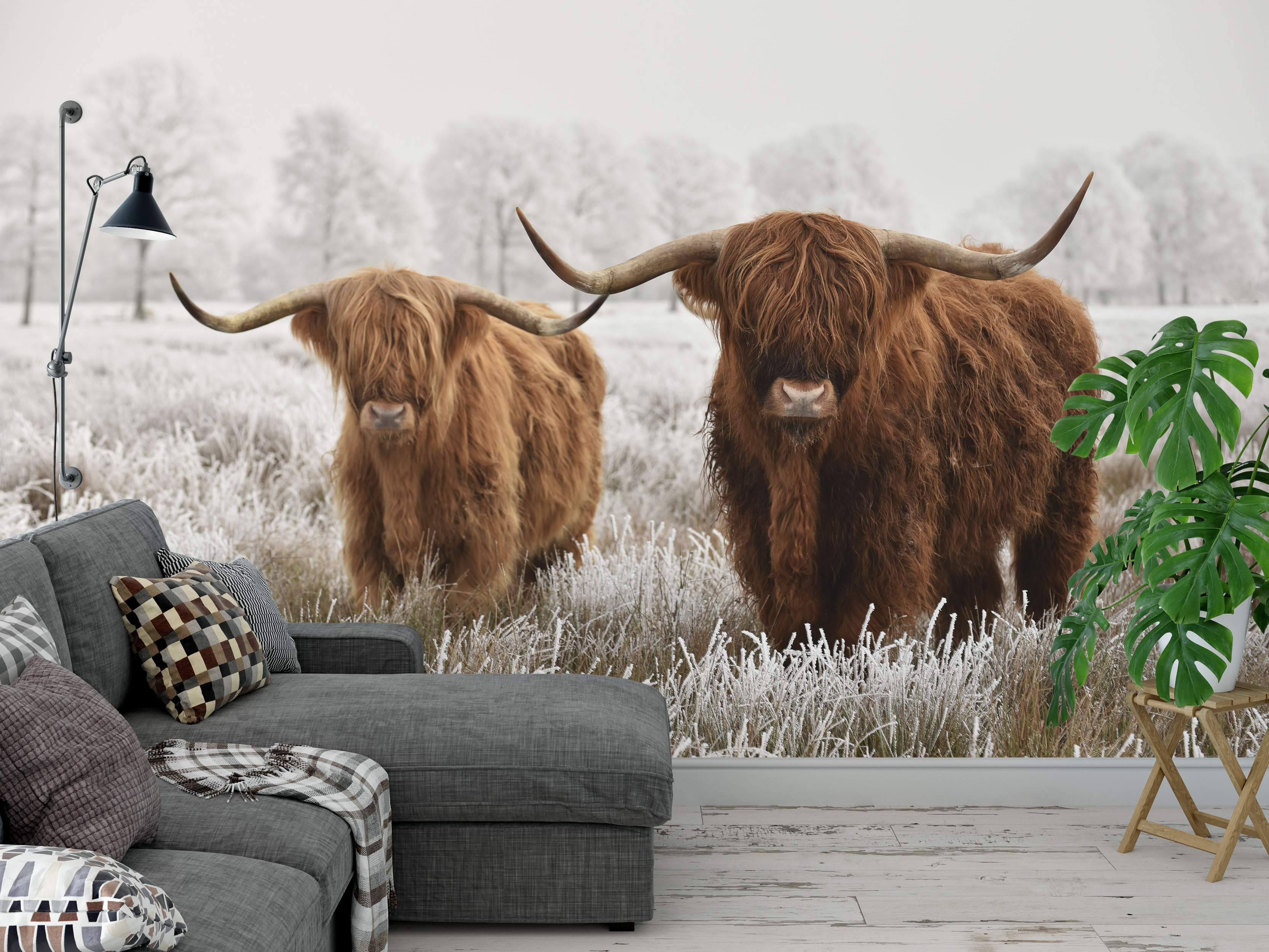 Photographic mural depicting two brown Highland cows in a white, frosty field with snowy trees in the background.